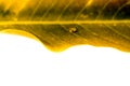 Golden leaf, Texture and water drops Royalty Free Stock Photo