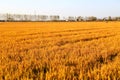 Golden color rice filed in countryard of Gaoyou city, China Royalty Free Stock Photo