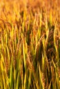 Golden color rice filed in countryard of Gaoyou city, China Royalty Free Stock Photo