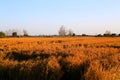 Golden color rice filed in countryard of Gaoyou city, China Royalty Free Stock Photo