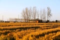 Golden color rice filed in countryard of Gaoyou city, China Royalty Free Stock Photo