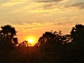 Golden color sunset tree and  sky Royalty Free Stock Photo