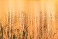 Golden color water lake from sunset Royalty Free Stock Photo