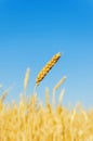 Golden color wheat ear on the field and blue sky on background Royalty Free Stock Photo