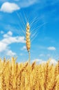 Golden color wheat ear Royalty Free Stock Photo
