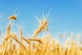 Golden wheat ears on field under blue sky Royalty Free Stock Photo