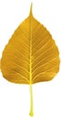 Golden colored Ficus religiosa leaf