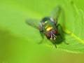 Golden colored fly on leaf closeup view Royalty Free Stock Photo