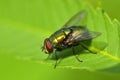 Golden colored fly on leaf closeup view Royalty Free Stock Photo