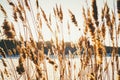 Golden-colored grass reed grows in the winter