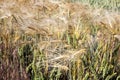 golden-colored ripe wheat in the field