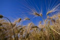 golden-colored ripe wheat in the field