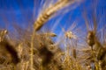 golden-colored ripe wheat in the field