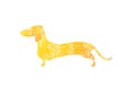 Golden colored shabby dachshund