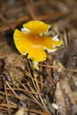 Golden Alabama Wild Mushroom in Leaf Litter