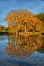 Golden autumn tree water reflection Royalty Free Stock Photo