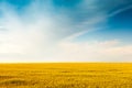 Golden colorful crop meadow under a blue vivid sky Royalty Free Stock Photo