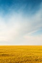 Golden colorful crop meadow under a blue vivid sky Royalty Free Stock Photo