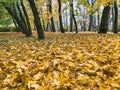 Golden colorful park trees and fallen autumn leaves on the ground