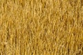 Golden colorful wheat plant background from Italy Royalty Free Stock Photo