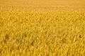 Golden colorful wheat plant background from Italy Royalty Free Stock Photo
