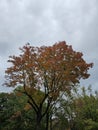 Golden colorful yellow orange red autumn fall tree leaves landscape Mont Royal Park Montreal Quebec Royalty Free Stock Photo