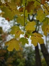 Golden colorful yellow orange red autumn fall tree leaves landscape Mont Royal Park Montreal Quebec