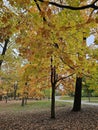 Golden colorful yellow orange red autumn fall tree leaves landscape Mont Royal Park Montreal Quebec