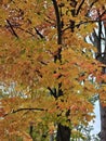 Golden colorful yellow orange red autumn fall tree leaves landscape Mont Royal Park Montreal Quebec Royalty Free Stock Photo