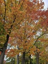 Golden colorful yellow orange red autumn fall tree leaves landscape Mont Royal Park Montreal Quebec Royalty Free Stock Photo