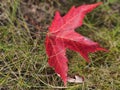 Golden colorful yellow orange red autumn fall tree leaves landscape Mont Royal Park Montreal Quebec Royalty Free Stock Photo