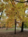 Golden colorful yellow orange red autumn fall tree leaves landscape Mont Royal Park Montreal Quebec Royalty Free Stock Photo