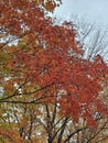 Golden colorful yellow orange red autumn fall tree leaves landscape Mont Royal Park Montreal Quebec