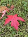 Golden colorful yellow orange red autumn fall tree leaves landscape Mont Royal Park Montreal Quebec Royalty Free Stock Photo