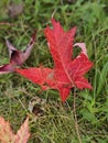 Golden colorful yellow orange red autumn fall tree leaves landscape Mont Royal Park Montreal Quebec Royalty Free Stock Photo