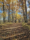 Golden colorful yellow orange red autumn fall tree leaves landscape Quebec Canada Royalty Free Stock Photo