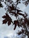 Golden colorful yellow orange red autumn fall tree leaves landscape Quebec Canada Royalty Free Stock Photo