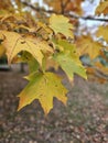 Golden colorful yellow orange red autumn fall tree leaves landscape Quebec Canada Royalty Free Stock Photo