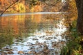 Golden colors of autumn foliage are reflected in the water surface of a forest lake Royalty Free Stock Photo