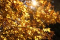Golden Colors of Autumn with Sun Glow and Back Lighting