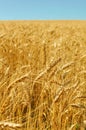 Golden colors of ripe wheat field Royalty Free Stock Photo