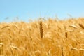 Golden colors of ripe wheat field Royalty Free Stock Photo
