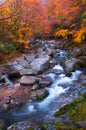 Golden colors of forest and stream Royalty Free Stock Photo