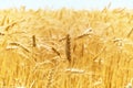 Golden colors of ripe wheat field Royalty Free Stock Photo