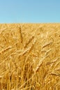 Golden colors of ripe wheat field Royalty Free Stock Photo