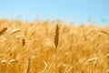 Golden colors of ripe wheat field Royalty Free Stock Photo