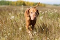 Golden colour hungarian vizsla in filed