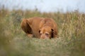 Golden colour hunting dog laying calm in the grass