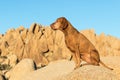 golden colour vizsla sitting aat jumbo rock in joshua tree national park