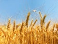 Golden colour wheat crops in a field